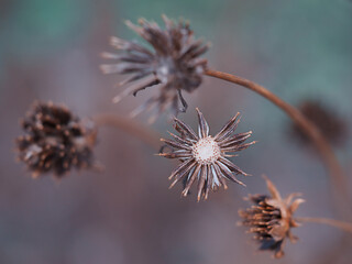 dry wildflower buds close-up macro