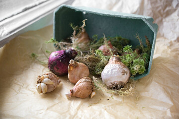 Dry bulbs of tulips and hyacinths lie on craft packaging paper with beautiful eco-friendly waste...
