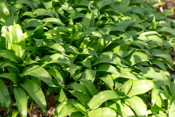 Obraz premium Wild garlic foraging in Scotland