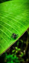 spider on leaf