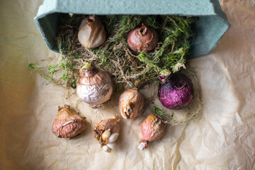 Dry bulbs of tulips and hyacinths lie on craft packaging paper with beautiful eco-friendly waste...