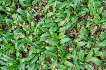 Obraz na płótnie Canvas Allium ursinum or ramsons in forest - top view.