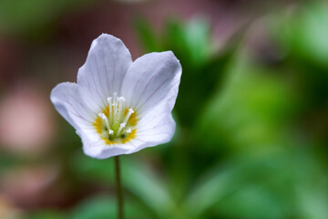 Fototapeta premium Oxalis acetosella (Wald-sauerklee) blooms in the forest. White bloomed against green background. Single plant. Top view.