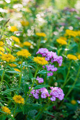 nice plants in the garden