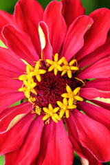 Red zinnia flower close-up, macro. Floral background. Vertical photo