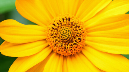 Yellow flower close-up, macro. Floral background.