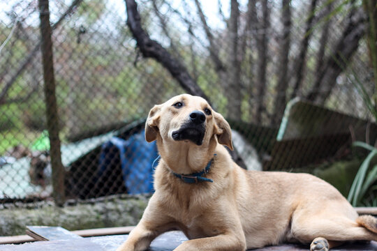 A cute brown dog with sad eyes lying in the cage of a dog shelter, waiting for adoption. Horizontal image