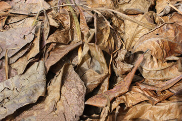 dry leaves background