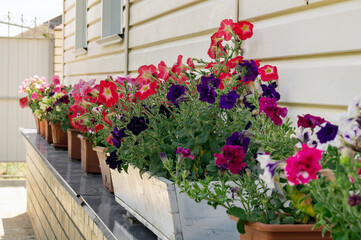 Front of house with pots with blooming flowers. Beautiful flowers of Petunia in pots on the windowsill. Gardening, nature concept. House decoration.