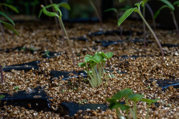 Basil seedlings emerging in a planting medium in springtime.  Also called great basil it is a culinary herb of the family Lamiaceae. It is native to tropical regions and is used in cuisines worldwide.