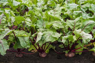 Young fresh organic beetroot growing in the vegetable garden