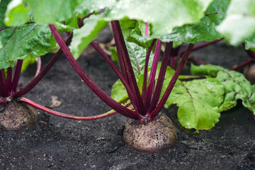 Young fresh organic beetroot growing in the vegetable garden