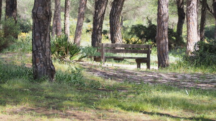 Banco de madera solitario y vacío en un bosque de pinos.
