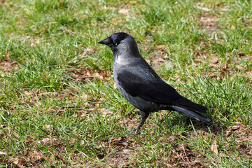 black and gray bird jackdaw stands on green grass. bird with blue eyes