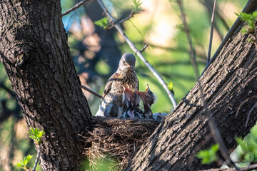 Thrush fieldfare, Turdus pilaris, in a nest with chicks