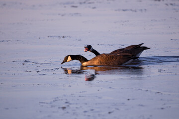 Side view of pair of Canada geese swimming on the St. Lawrence River during an early spring morning, with one bird cackling with beak wide open, Cap-Rouge area, Quebec City, Quebec, Canada