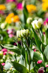 An abundance of Spring Flowers in the Sunshine