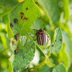 Colorado beetle sitting on a pitted potato leaf. Close-up. A bright square illustration about insects, pests of agricultural plants. Fighting the potato bug. Macro