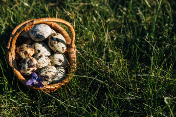 quail eggs in the basket grass background