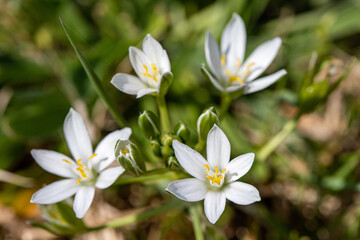  A close up of a delicate Star of Bethlehem in a green field. Four open flowers and various buds in the center.