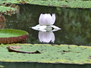 
Victoria amazonica, (Nymphaeaceae family) white blossom on the first night. On the second night...