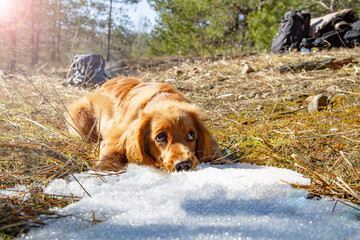 A puppy is playing outside