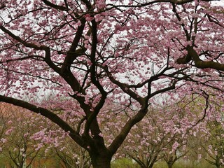 Kirschblüte am Baum