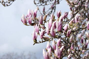 Magnolia is a plant species with deciduous or evergreen foliage, its flowering lasts only a few...