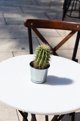 The cactus on the white table in an outside cafe. Decorative plant in metal pot.