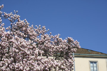 Magnolia is a plant species with deciduous or evergreen foliage, its flowering lasts only a few...