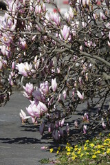 Magnolia is a plant species with deciduous or evergreen foliage, its flowering lasts only a few...