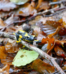 Fire slamander black, yellow on a fallen branch in autumn foliage