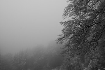 Wald Winter Schnee Nebel