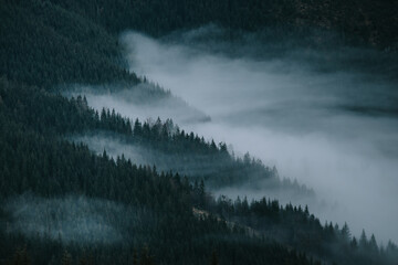Fog in dark misty autumn nature, carpathian mountains - obrazy, fototapety, plakaty