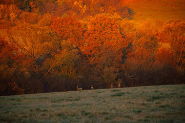 Deers on the meadow in autumn morning, orange sunrise light in background