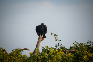 ave urubu parado en un arbol posando en el atardecer	
