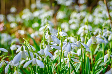 Close up of snowdrops with much more in background, in forest at spring 