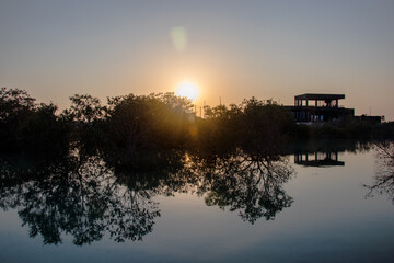 Mangroves