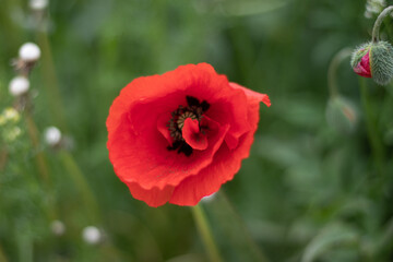 Obraz premium Red Flower