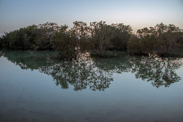 Mangroves
