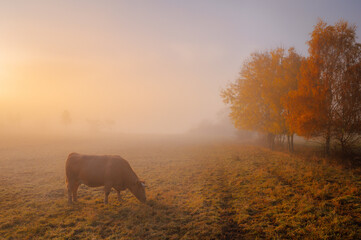 Cows grassing on autumn morning pasture. Foggy mood, colorful warm light, beautiful scenery....