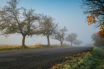 Obraz premium Yellow apple trees near by road in autumn morning. growing apples on the farm, concept photo