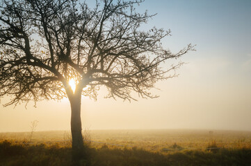 Fototapeta na wymiar Alone tree in misty autumn morning, white edit space
