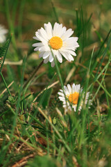 Meadow in spring. Meadow flowering daisies with white petals and yellow pollen. Flowers between the grass in the sunshine. Bee pollen on white petals