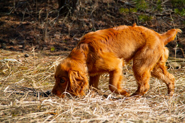 A puppy is playing outside