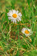 Two flowers of meadow flower daisies on a meadow in spring. Flower with white petals and yellow pollen between the grass in the sunshine. Bee pollen on white petals