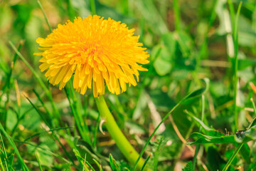 single flower of the common dandelion (Taraxacum) from the sunflower family (Asteraceae). Yellow petals with flower stems. View through grass on a meadow in spring to the sunshine