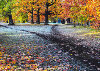 The wide dark wet pathway in the park is divided into two paths. Autumn landscape
