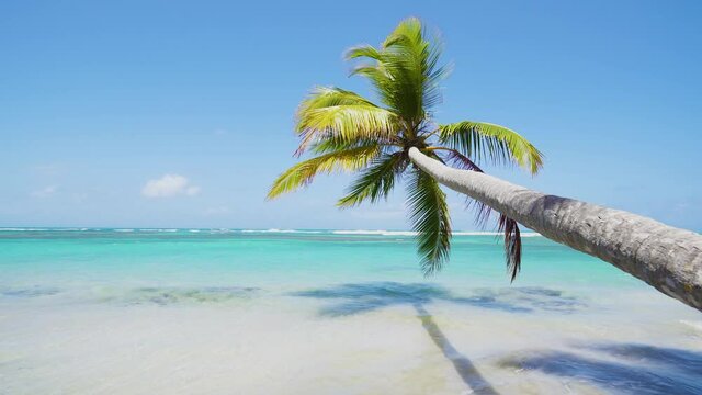 Tall palm tree on a beautiful white sand beach off the coast of the blue Caribbean Sea.