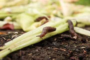 Slugs crawling over vegetation in the garden